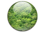 Verde Floresta